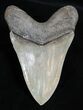 Sharp, Glossy Inch Megalodon Tooth #1659-2